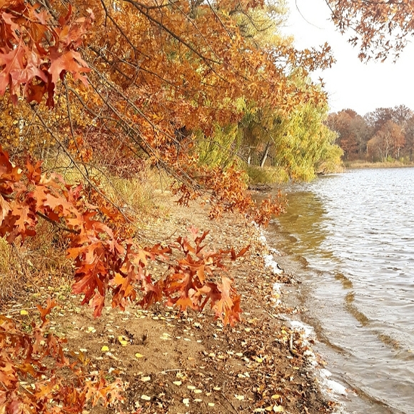 Shop Policies: Shadow Wings - Picture 5 of 9